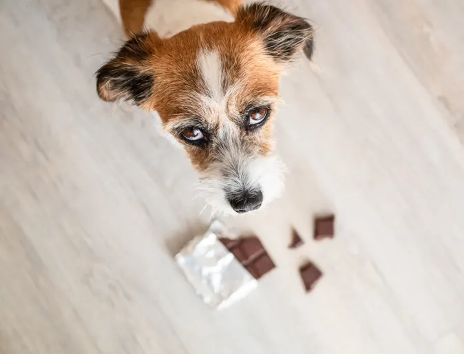 Dog looking up at owner with chocolate at its paws.